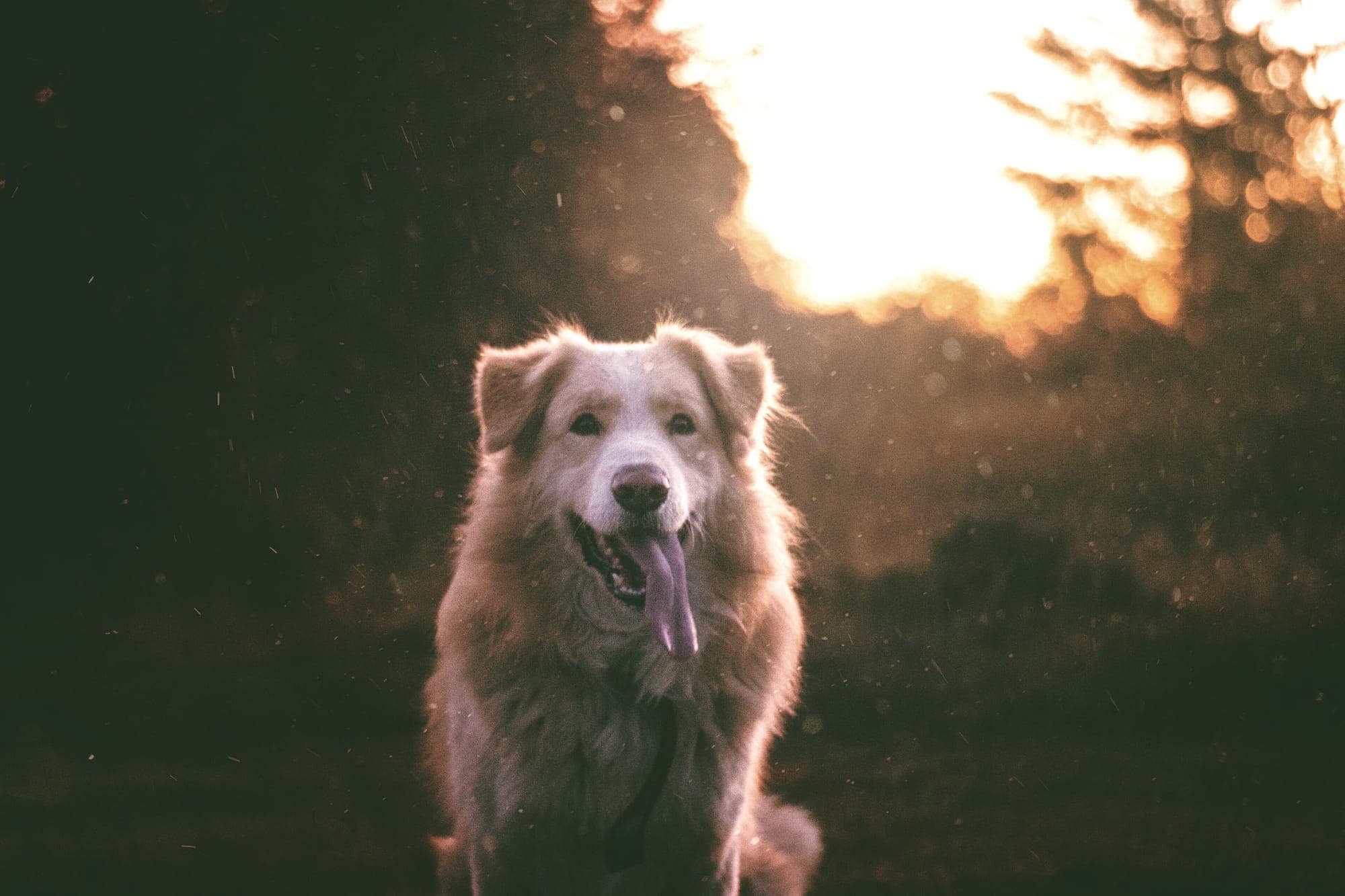 A happy dog in the woods, lit by low evening sun