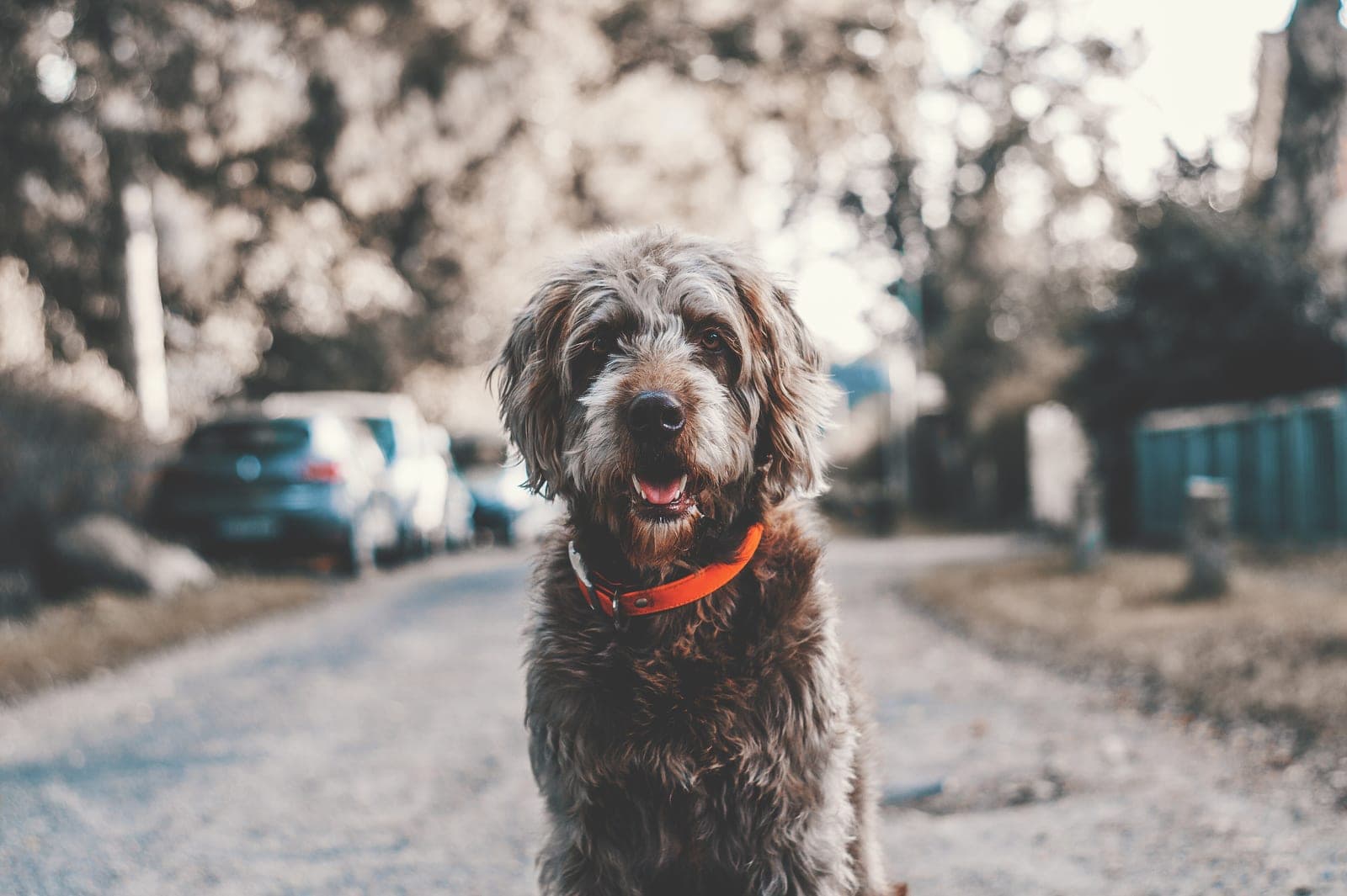 Luna, a demo dog