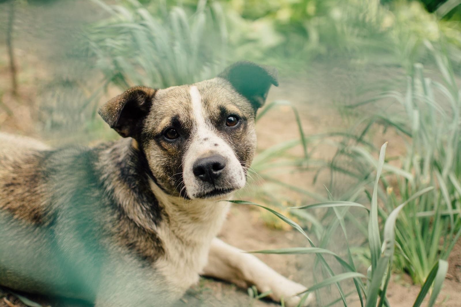 Hazel, a demo dog